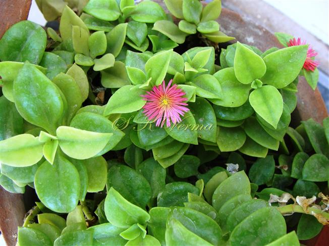  Plant